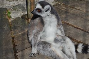 madagascar Lemur Mammal