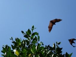 Flying dog in Sri Lanka