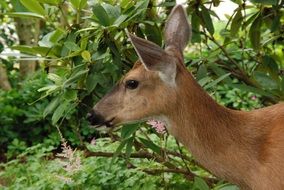 deer near the green tree