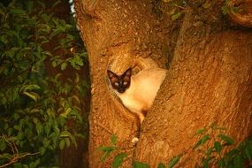 Siamese cat on a tree