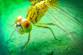 closeup of a yellow dragonfly