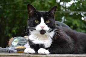 black and white cat lies in the garden