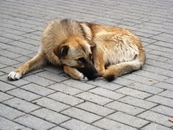 homeless dog is sleeping on the street