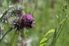 bumblebee on a thistle flower