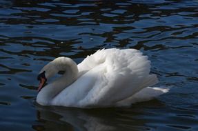 close-up of a swan