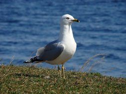 a seagull stands on a green beach