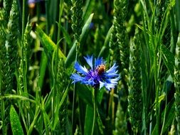 bee pollinating blue cornflower