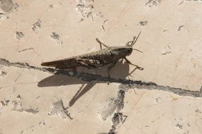 grey Grasshopper on pavement, top view