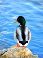 the duck's back