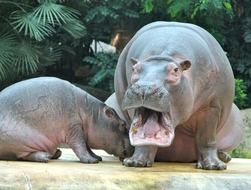 hippopotamus with child in the zoo