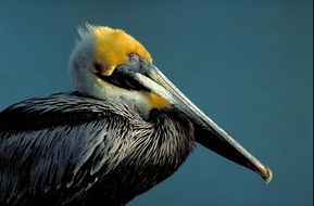 adult Brown Pelican, Side view
