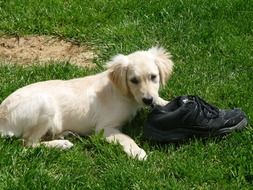 puppy of a golden retriever with shoes on green grass