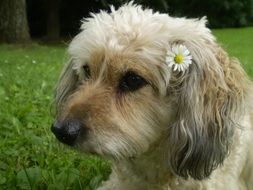 small dog with a camomile in the head