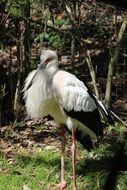 Whooping Crane, the tallest bird in North America in wild