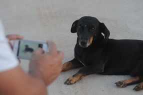 Photographing the dog with the Iphone 5