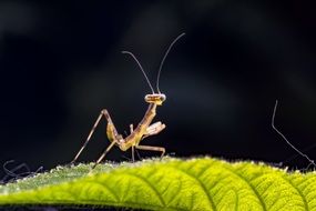mantis on a green leaf under the bright sun