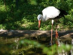 white stork on the shore of the pond