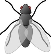 drawing a fly isolated on white
