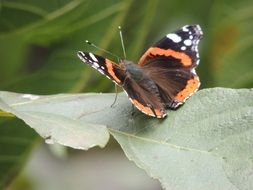 motley butterfly on the green leaf close-up