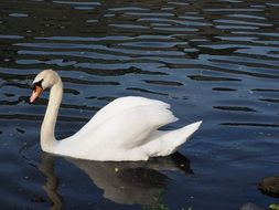 Swan Males