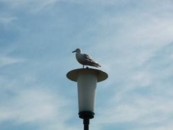 perched seagull on the street light