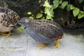 King quails on ground