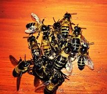 bees swarming