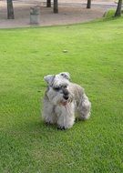 well-groomed dog on the green lawn