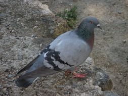 Paloma Birds