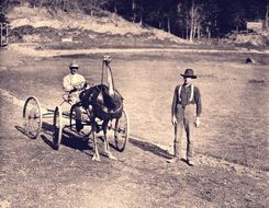 vintage photo of a race in ostrich carts