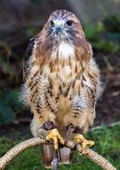 Falcon Raptor