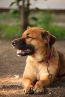 faithful dog lying on ground