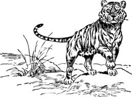 black and white drawing of a tiger on the grass