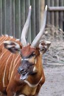 east african bongo in the zoo