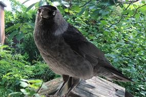 Jackdaw Jackdaws Corvus Monedula
