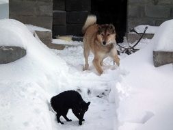 domestic feuding dog with a cat in the winter yard