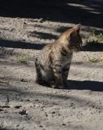 Picture of the young cat