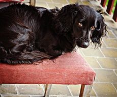 cute black dog on the chair