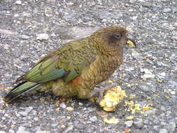 Colorful New Zealand Kea Parrot