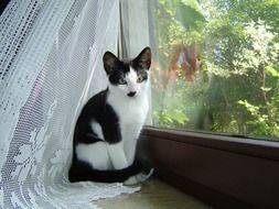 black and white kitten sits on a windowsill