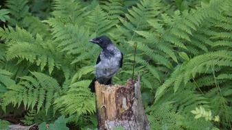 crow sitting on the tree stump