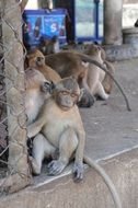 curious monkeys in Thailand