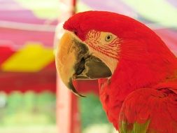 bright red parrot is an exotic bird