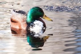 floating male mallard