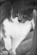 Grey White Cat with Blue eyes portrait