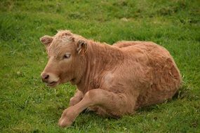 attractive Cattle