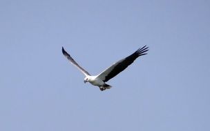 attractive Sea Eagle