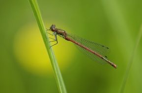Dragonfly Meadow Insect