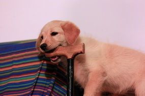 Cute puppy biting a stick