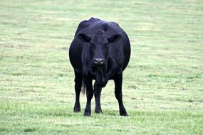 Black Cow